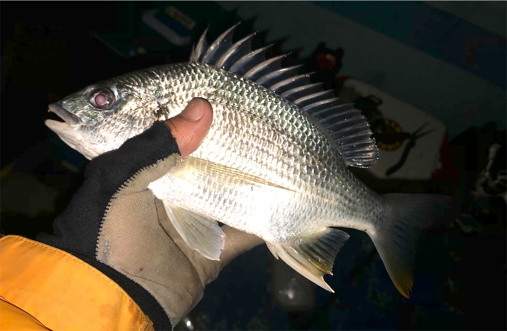 乗っ込みクロダイを求め名古屋港へ 仕立船『太平丸Ⅱ』で鯛