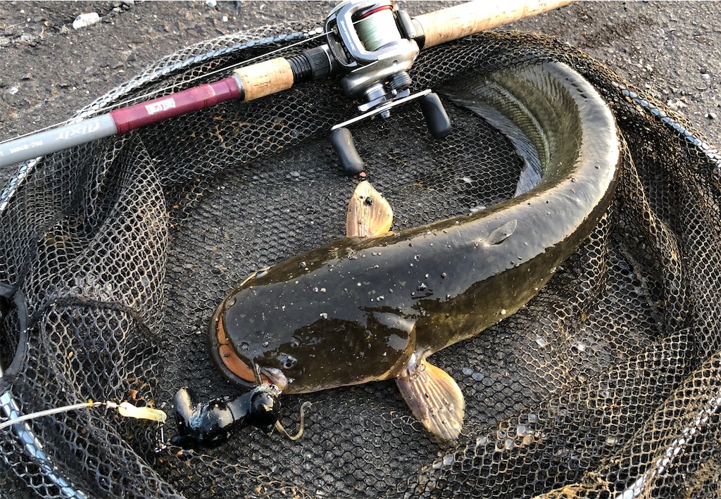 売れ筋 鯰釣り スタート8点セット コンパクトロッドでOK