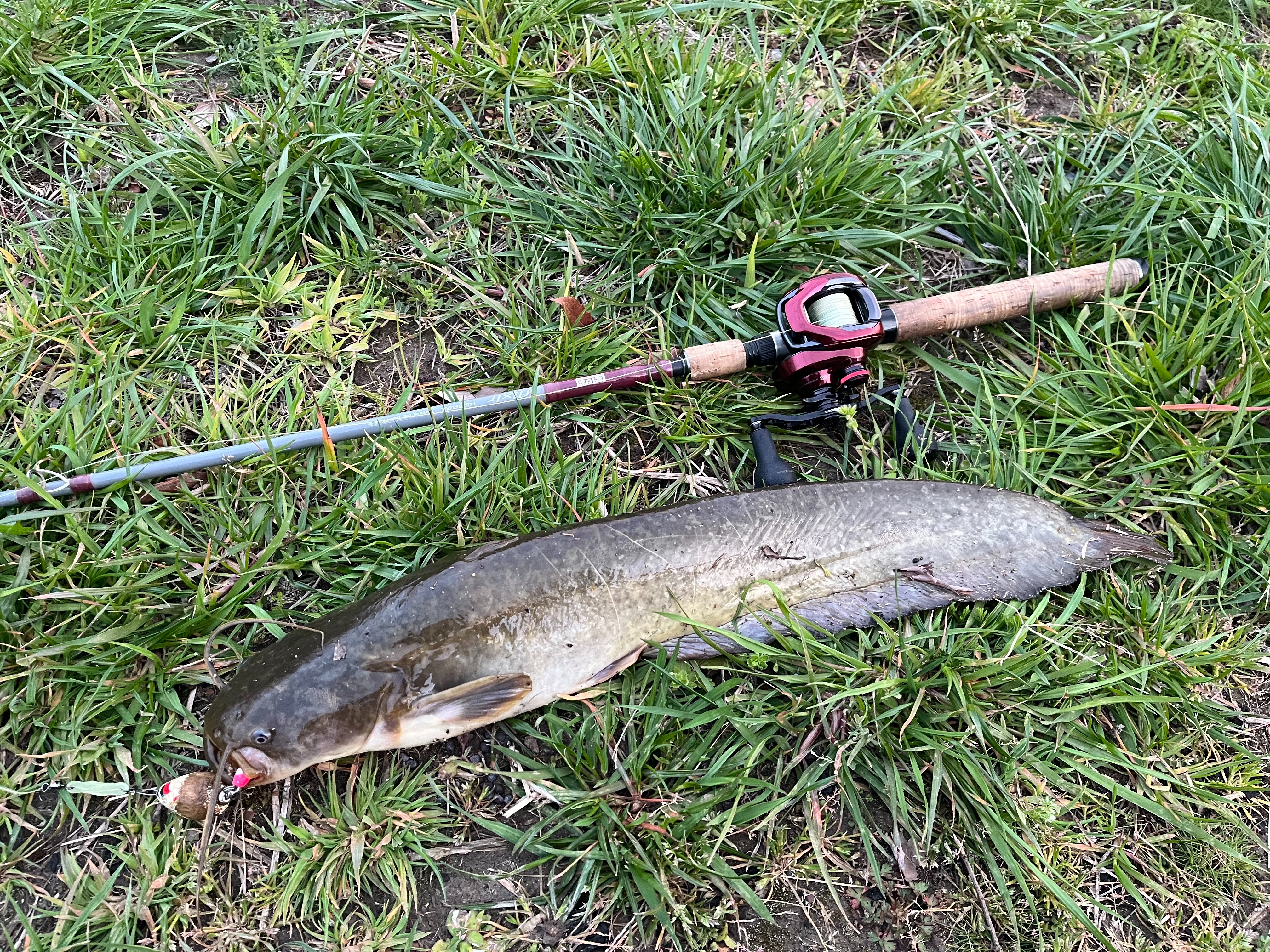 ナマズ釣り 春爆きた！2024年ナマズシーズン開幕〜🎵 - なまずクンの