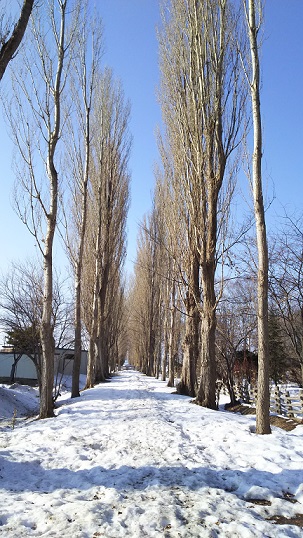 f:id:catherine-roseway:20190316231014j:plain f:id:catherine-roseway:20190316231014j:plain