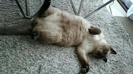 f:id:catkicker001:20141025233804j:plain f:id:catkicker001:20141025233804j:plain