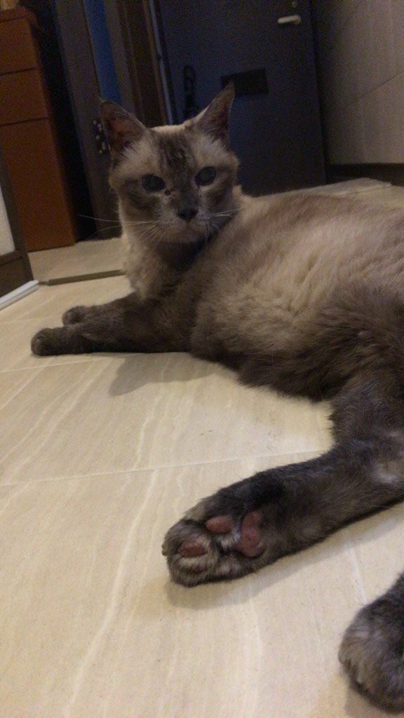 f:id:catkicker001:20160922165607j:plain