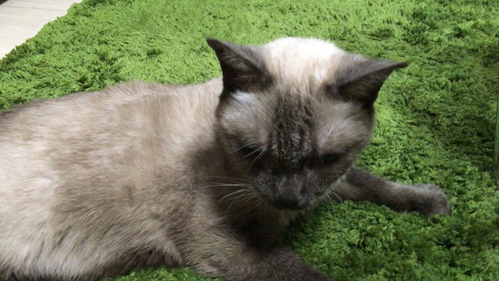 f:id:catkicker001:20161217002338j:plain