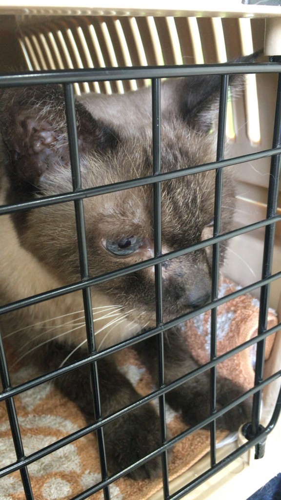 f:id:catkicker001:20170129232245j:plain f:id:catkicker001:20170129232245j:plain