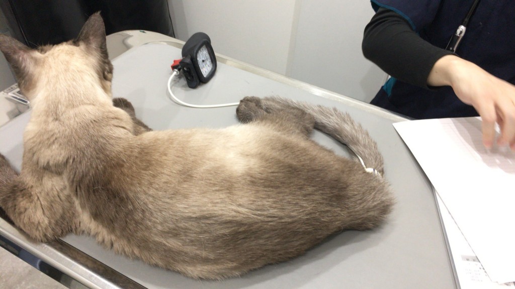 f:id:catkicker001:20170129232352j:plain f:id:catkicker001:20170129232352j:plain