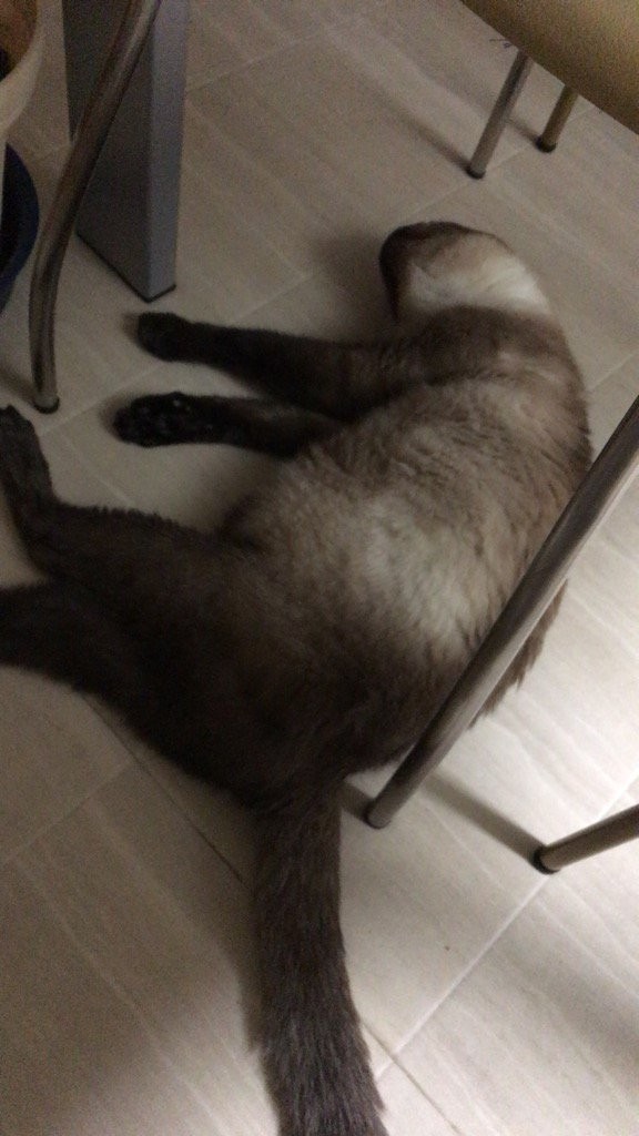 f:id:catkicker001:20170527232311j:plain