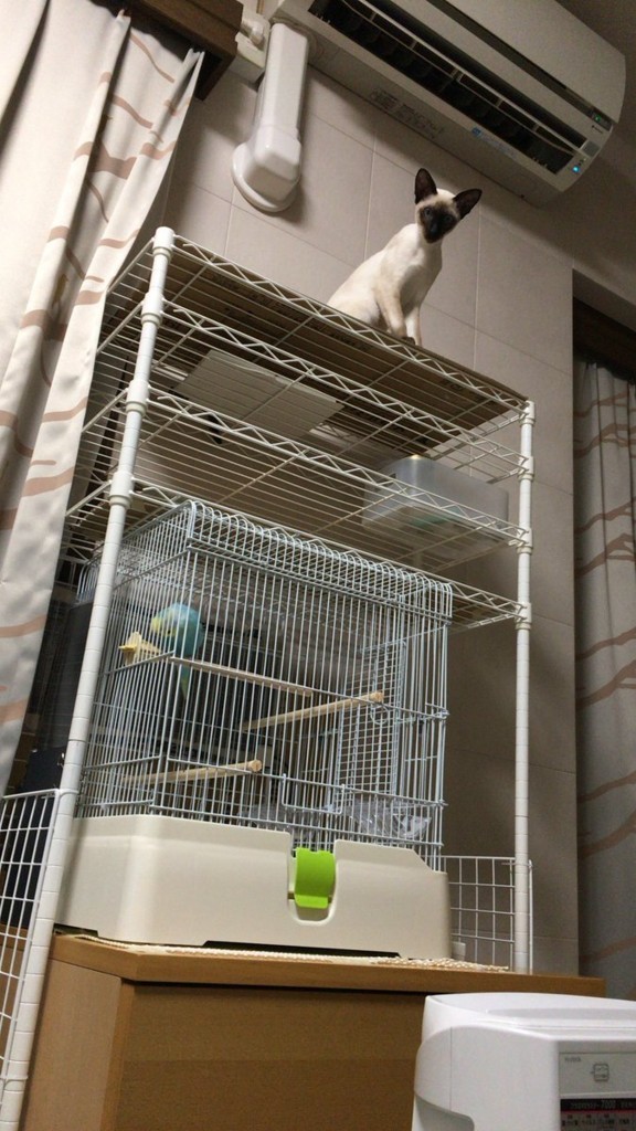 f:id:catkicker001:20180111234206j:plain