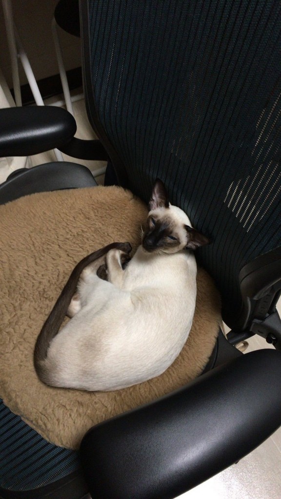 f:id:catkicker001:20180124232743j:plain