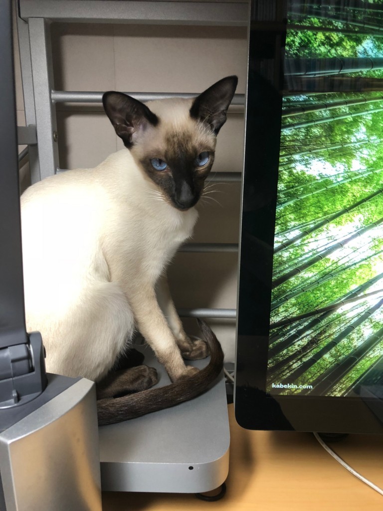 f:id:catkicker001:20180130231338j:plain