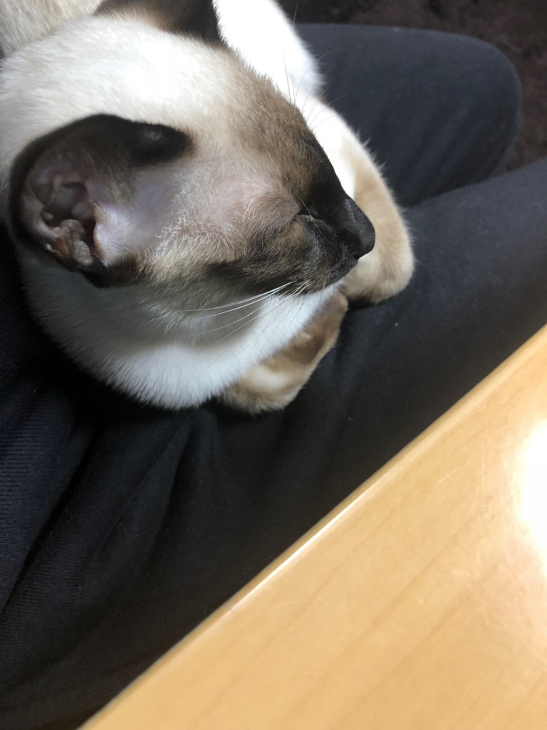 f:id:catkicker001:20180130231418j:plain