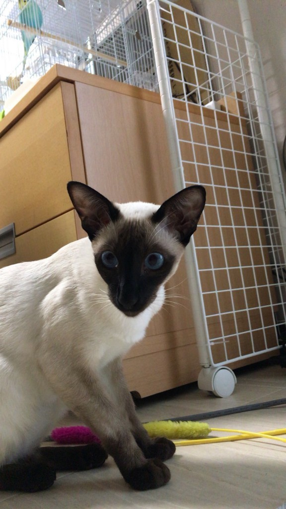 f:id:catkicker001:20180222233449j:plain