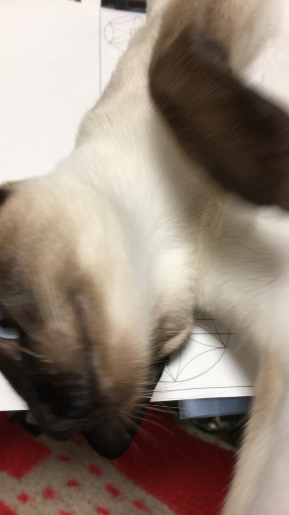 f:id:catkicker001:20180314234549j:plain