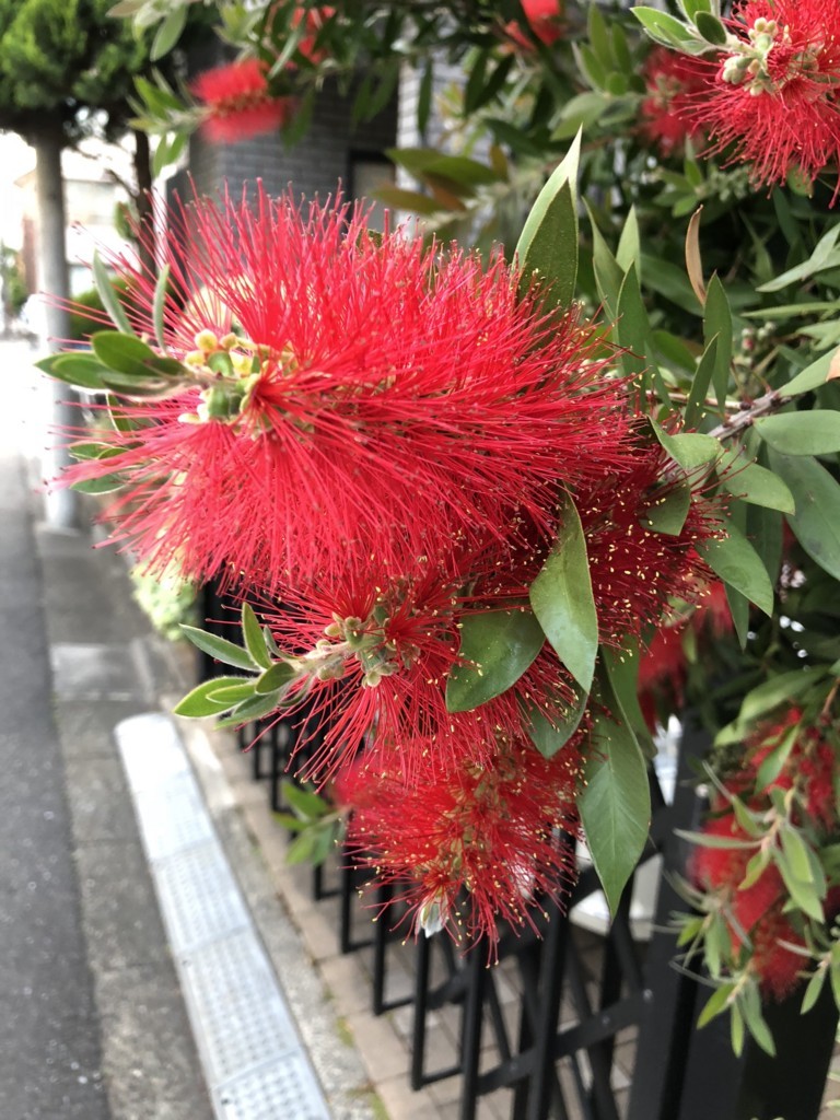 f:id:catkicker001:20180511171129j:plain