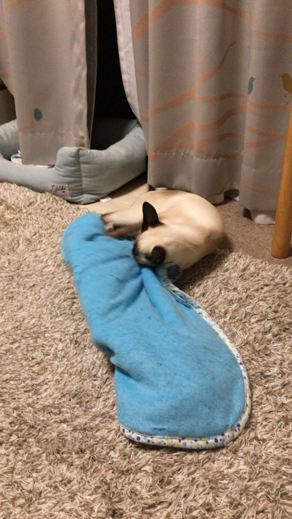 f:id:catkicker001:20180702230259j:plain