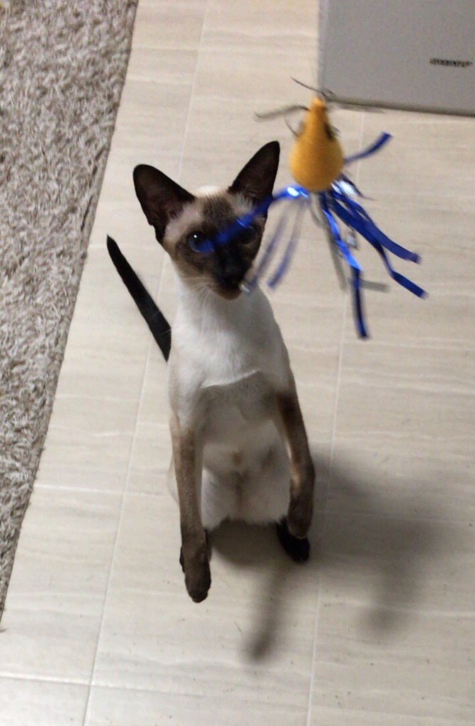f:id:catkicker001:20180705234147j:plain