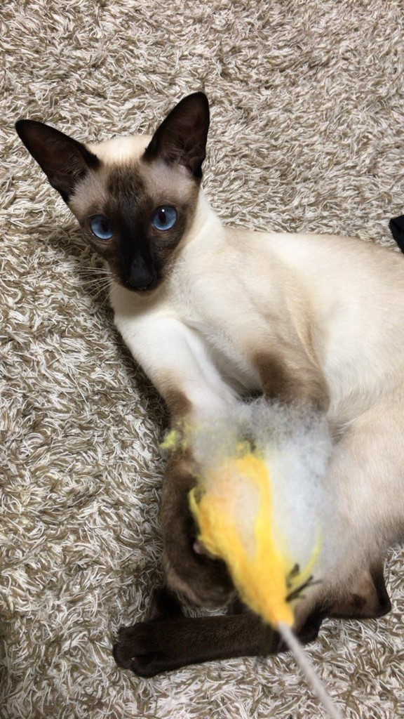 f:id:catkicker001:20180708231028j:plain