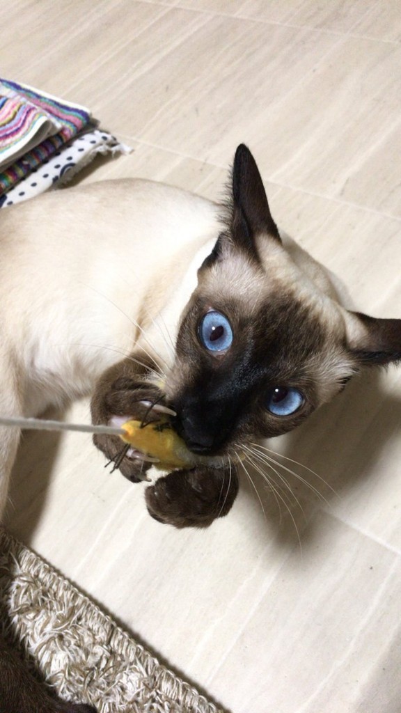 f:id:catkicker001:20180708231036j:plain