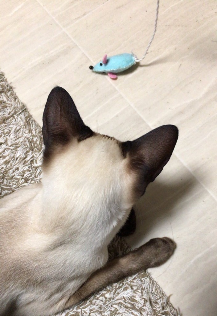 f:id:catkicker001:20180708231119j:plain