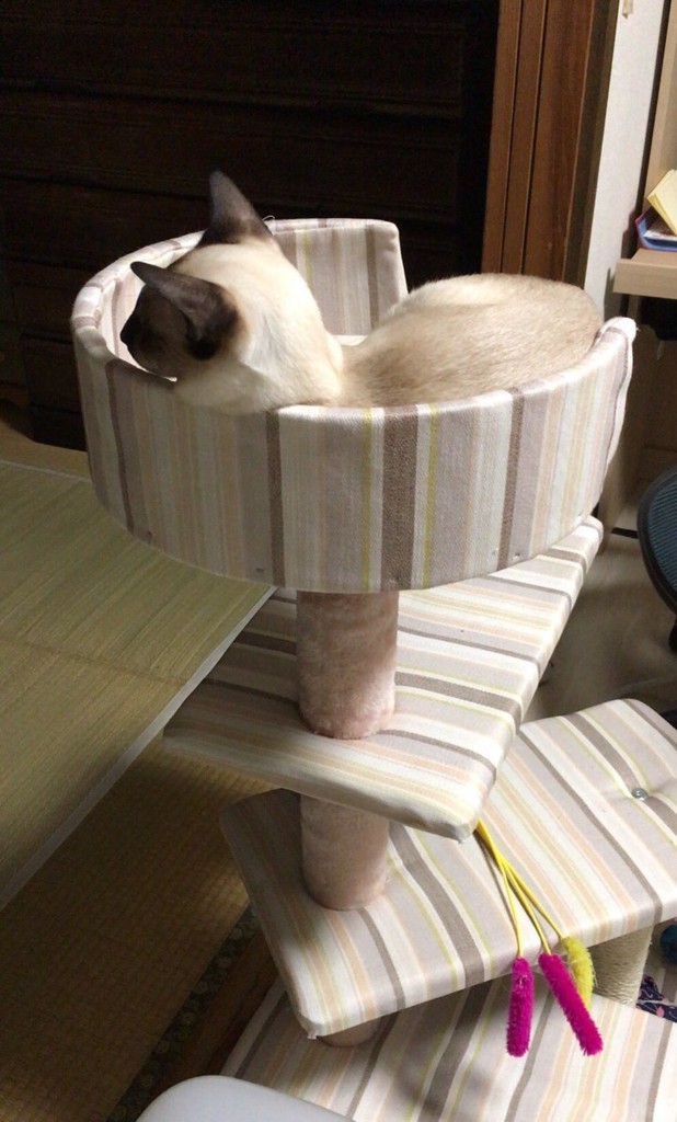 f:id:catkicker001:20180725232715j:plain