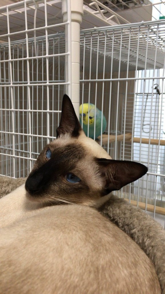 f:id:catkicker001:20180729214722j:plain