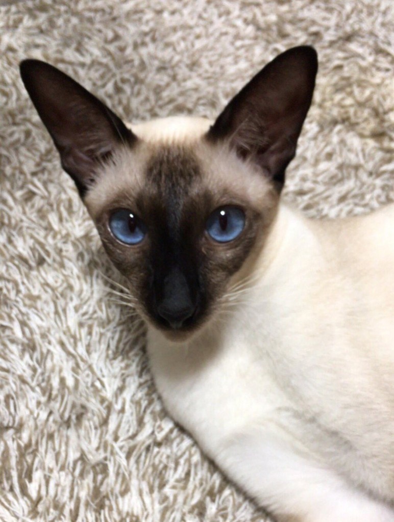 f:id:catkicker001:20180805232639j:plain