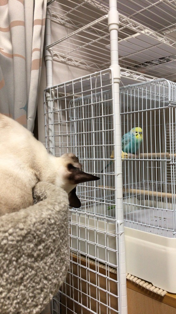 f:id:catkicker001:20180825082827j:plain