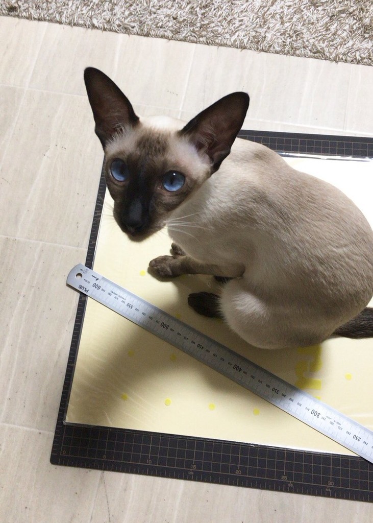 f:id:catkicker001:20180915093615j:plain f:id:catkicker001:20180915093615j:plain