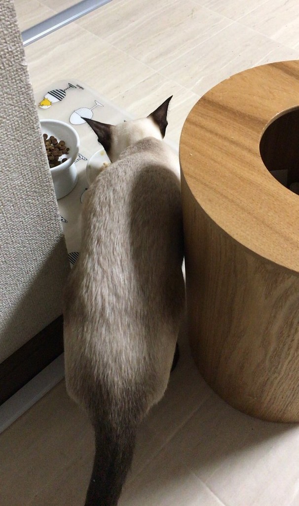 f:id:catkicker001:20180930081930j:plain