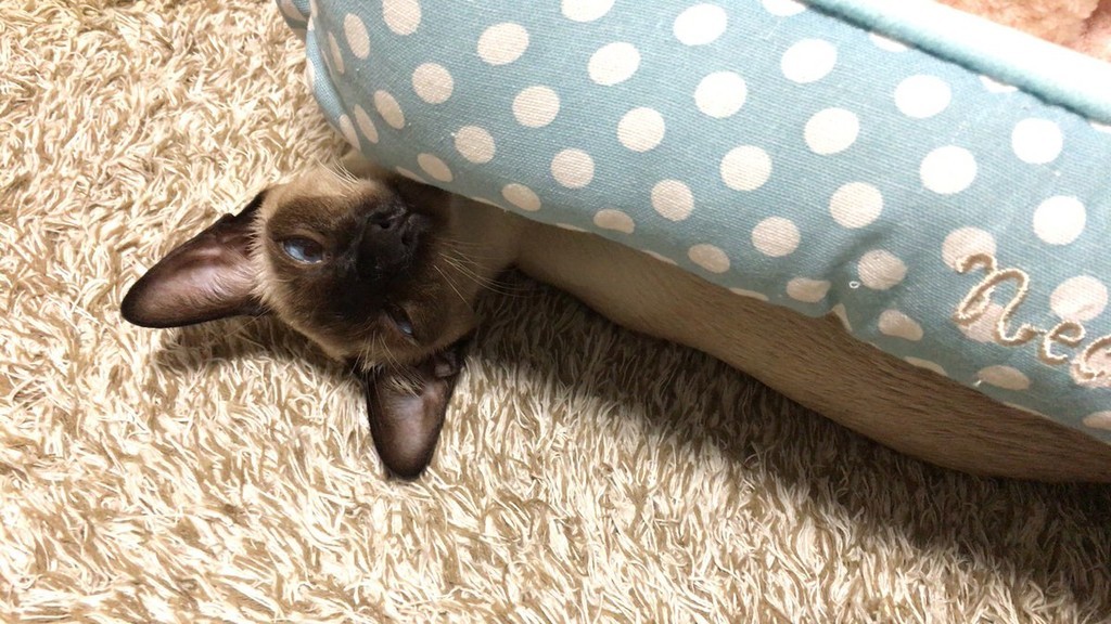 f:id:catkicker001:20181025232051j:plain