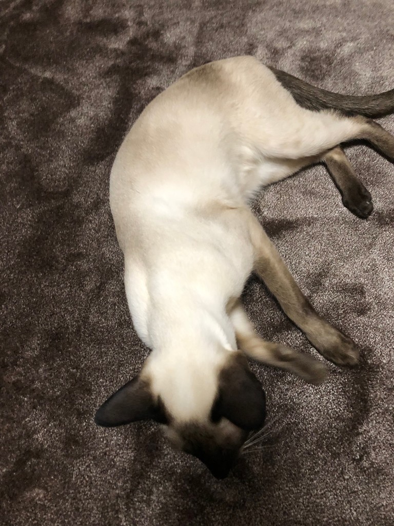 f:id:catkicker001:20181110233056j:plain