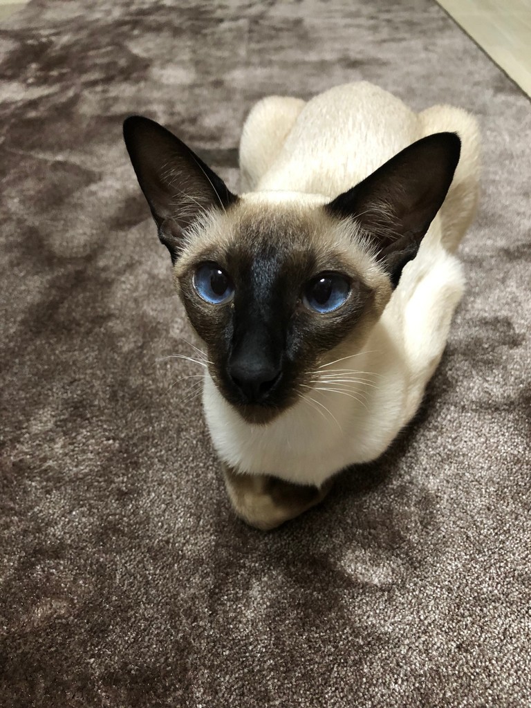 f:id:catkicker001:20181110233117j:plain