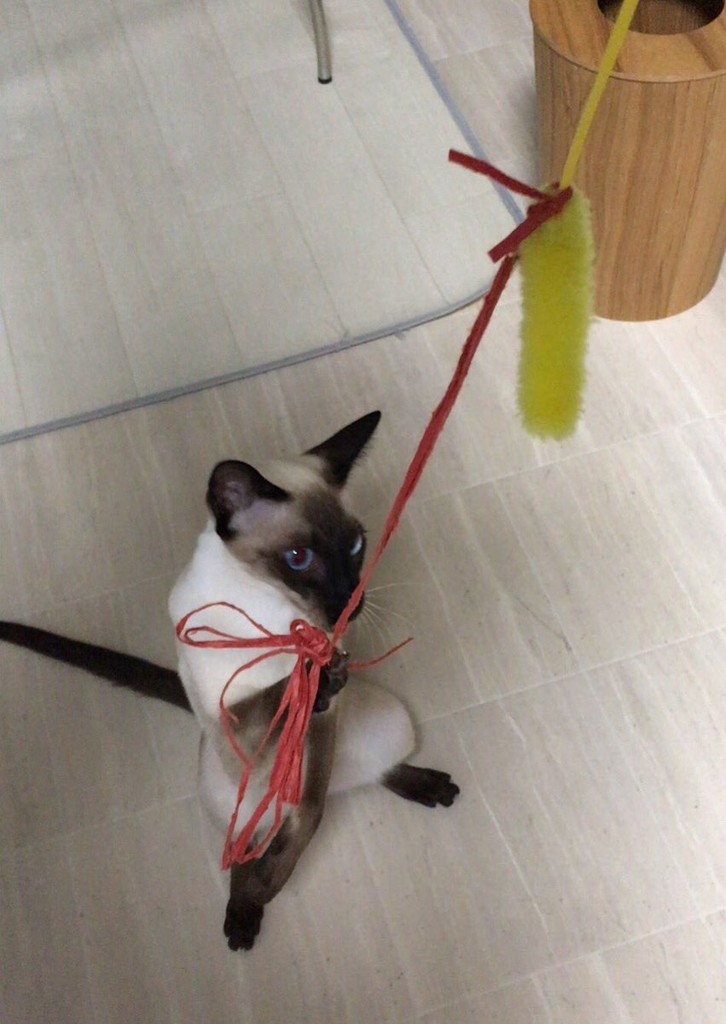 f:id:catkicker001:20181126231843j:plain