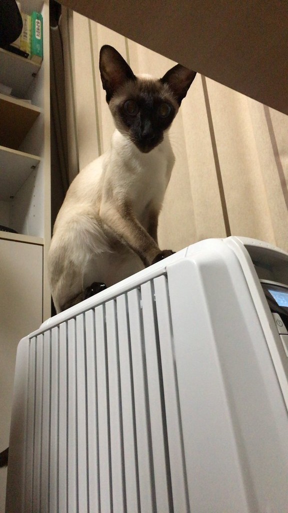 f:id:catkicker001:20181215085823j:plain