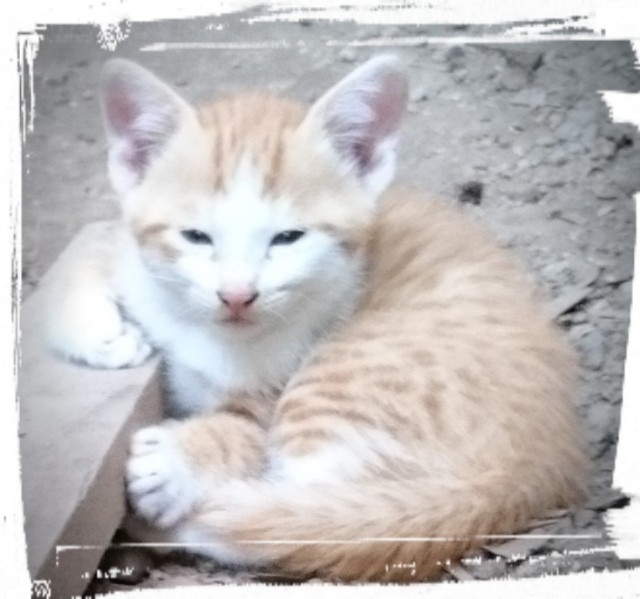 f:id:catonchan:20180705145452j:image f:id:catonchan:20180705145452j:image