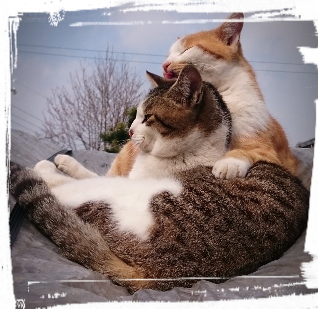 f:id:catonchan:20180919143945j:image