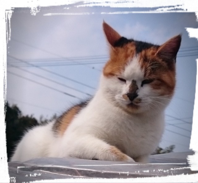 f:id:catonchan:20180919144718j:image