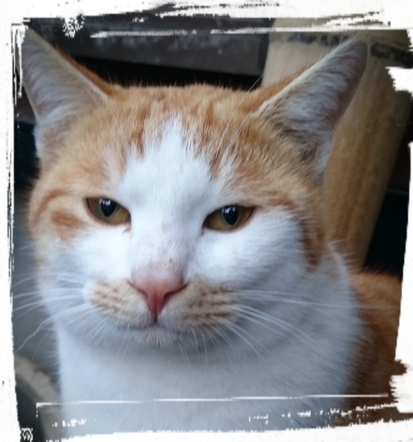 f:id:catonchan:20180919145755j:image