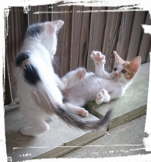 f:id:catonchan:20180923085416j:image
