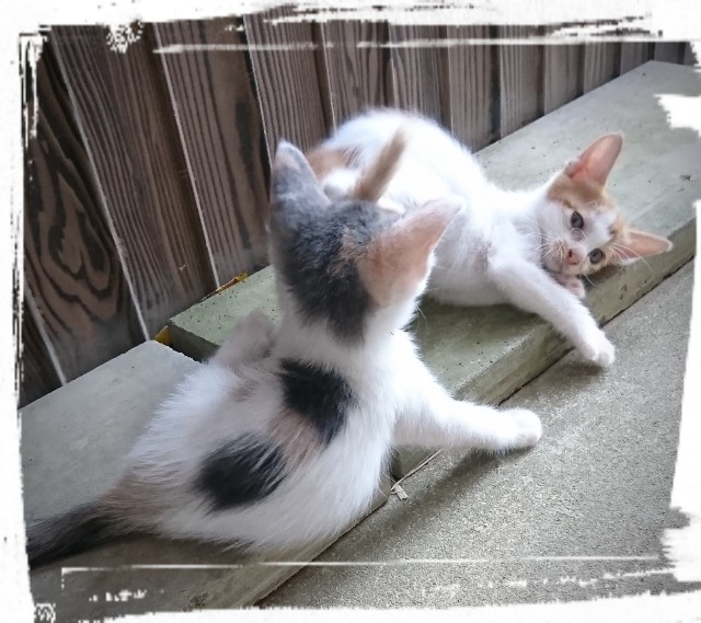 f:id:catonchan:20180923085808j:image