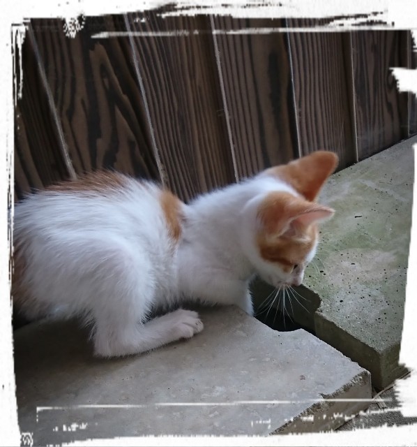 f:id:catonchan:20180923090312j:image