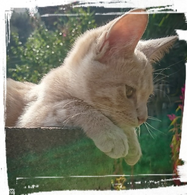 f:id:catonchan:20181105133606j:image f:id:catonchan:20181105133606j:image