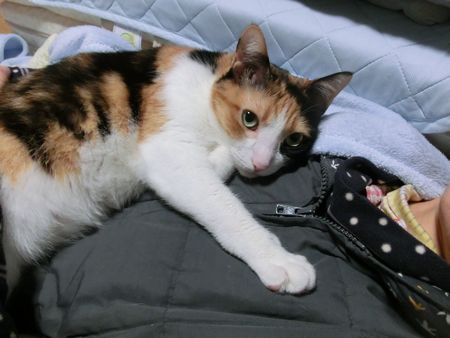 f:id:catpower:20171230213707j:plain