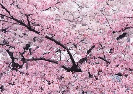 f:id:catpower:20200109173259j:plain