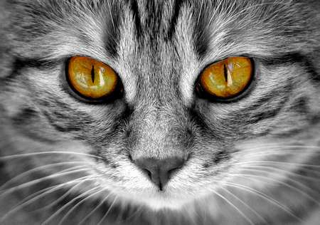 f:id:catpower:20200209002537j:plain f:id:catpower:20200209002537j:plain