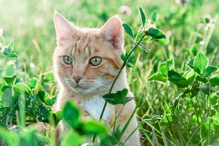 僕は発達障害の味方だけど・・・ - 沖縄で島猫と遊ぶ日々・(ΦωΦ)フフフ版