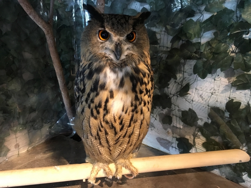 鎌倉の隠れた名所 鎌倉ふくろうの森 お触り可 猫兎ライフ
