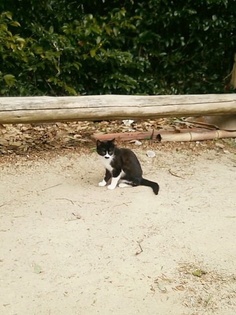 f:id:cats-animals:20171231232155j:image