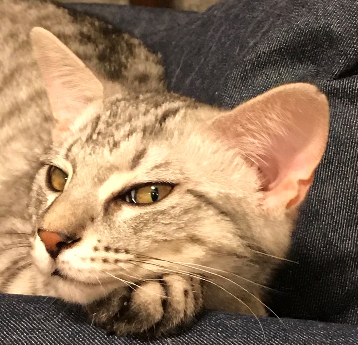 f:id:catsand:20190513193231j:plain