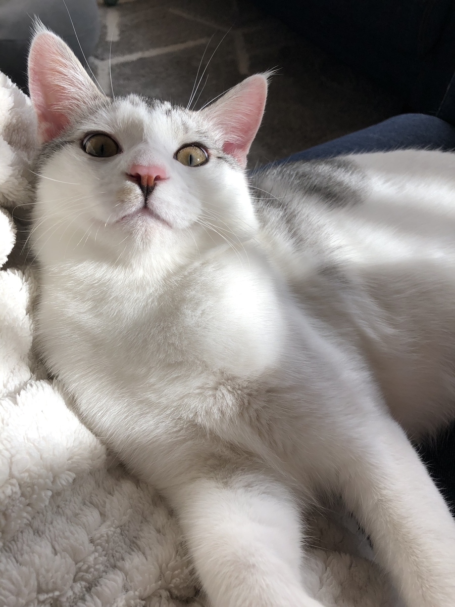f:id:catsand:20190604112600j:plain