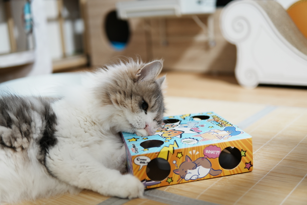 レビュー】じゃれ猫 電動めちゃくちゃ遊び｜多頭飼いでも遊ぶ？実際に5